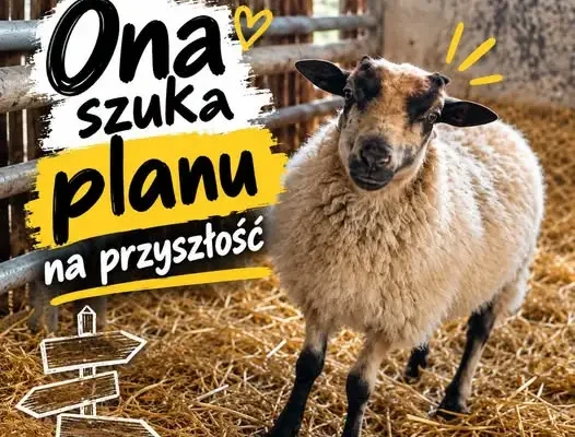 Owca znaleziona w Przyczynie Górnej szuka nowego domu