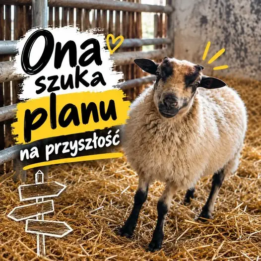 Owca znaleziona w Przyczynie Górnej szuka nowego domu